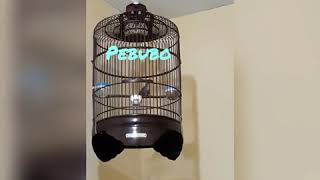 Download lagu Burung Wambi Mini alias Tieumi Gacor mp3 Download lagu Burung Wambi Mini alias Tieumi Gacor mp3