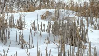 preview picture of video 'Muskrat, N of Edenwold, Saskatchewan, Canada - Jan 14, 2015'