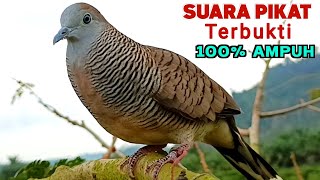 Download lagu Suara Pikat Perkutut Lokal GACOR ISTIMEWA JUARA 1 Untuk Pancingan mp3