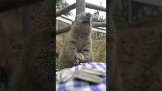 超癒し　町田リス園のリスたち　#リス#癒し動画