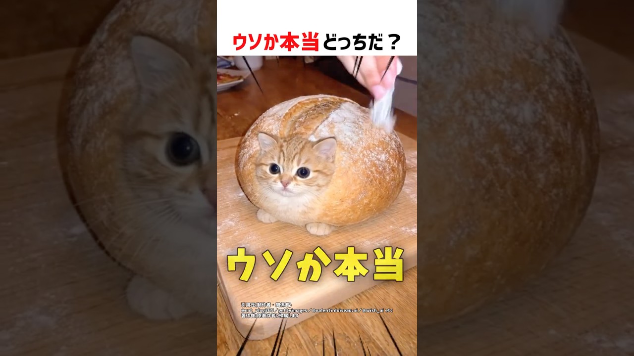 【何問正解できる？】ウソか本当どっちだ！？ part77 #ショート #クイズ #shorts #猫 #かわいい #cat #funny