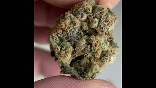 Don Mega Flower Review- Bred by Solfire Gardens, cultivated by Information Entropy in Michigan