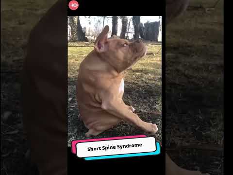Short Spine Syndrome The Daily Smile Show  #shorts #dog