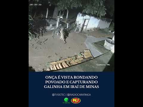 ONÇA É VISTA RONDANDO POVOADO E CAPTURANDO GALINHA EM IRAÍ DE MINAS