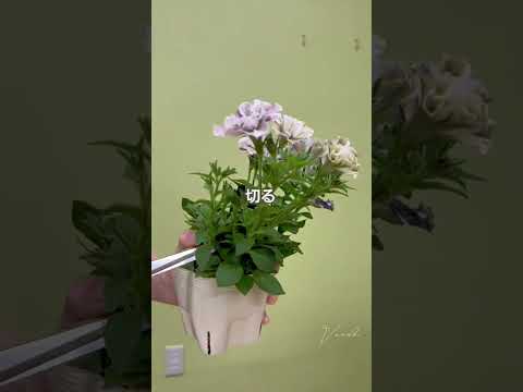  6か月の開花を得るには、いつペチュニアを播種すればよいでしょうか？  庭園