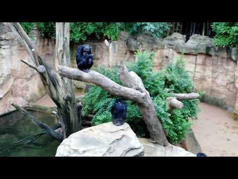 Simpanssi irvistelee