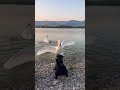 Swan's protective standoff: a brave encounter with a curious canine