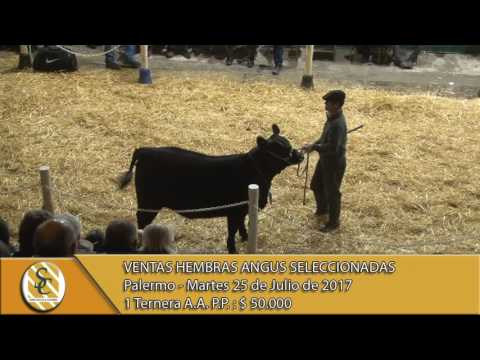 25-07-17 Ventas Hembras Angus Seleccionadas - Palermo 2017.