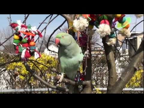 KIWI GREEN / TURQUOISE BLUE INDIAN RINGNECK WHISTLING & PLAYING