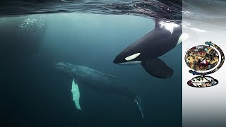 Orcas Co-Exist With Norway&#39;s Arctic Fishermen