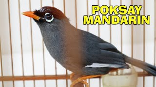 Download lagu Terapi Malam dengan Poksay Mandarin Gacor agar saat pengembunan bisa ngeplong dan rajin berkicau mp3
