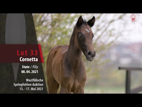 Springfohlen-Auktion 13. - 17. Mai Lot 33 Cornetta Stute v. Cornet's Quaprice - Colbert GTI