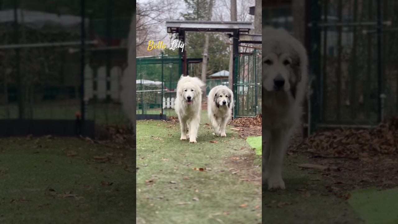 Belle Lily #greatpyrenees #todaysrunrun #グレートピレニーズ #今日のルンルン