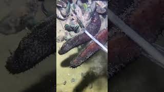 I catching seafood on the seafloor-P1024-2.#fishing #ocean #deepsea #nature #beach