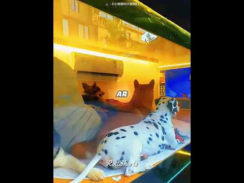 Ele foi EXPULSO e Dormiu com os Cachorros! 😂🐶✨