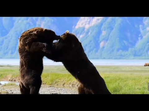 Beast Wars: The Most Epic Bear Fight EVER Caught on Camera!