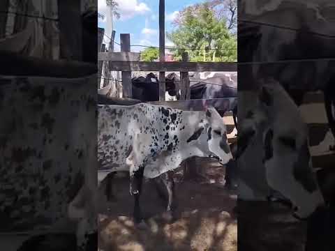 ➡️ *PROMOÇÃO 65 Garrotes: 1.400 reais cada em  Malta/ Paraíba. Whatsapp 84 99810 2784*#gado