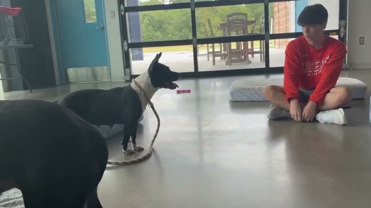 Enlarge Poison Ivy, a Adoptable mixed breed in Hartsville, SC video 5/5