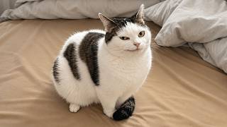 These CATS Are Pure Entertainment 🤣Funny Cats Compilation
