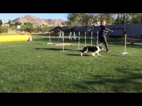 Fun Weave Pole Drill- Figure 8