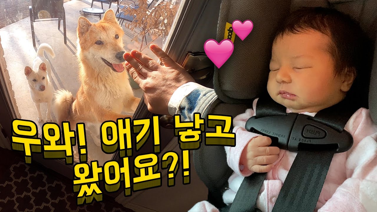 출산하고 돌아온 주인을 맞이하는 진돗개들의 신기한 행동