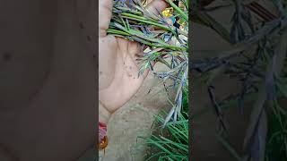 Download lagu bunga serai mp3