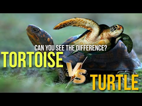 Millions People Can't Tell The Difference | Tortoise vs Turtle