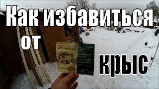 Смотреть онлайн Как убить крысу или стаю крыс, простой способ