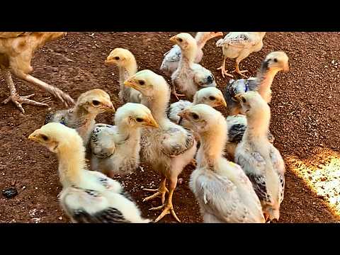 Primeiras Parcerias de 2026 na Galinha Gigante