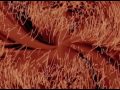 Watcha Clan - Diaspora Dub