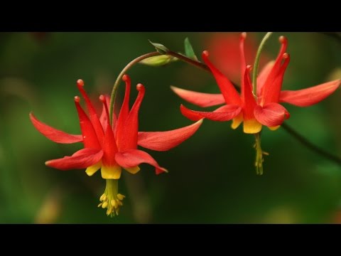 Big Four Ice Caves, Granite Falls, WA 20160612 4K UHD