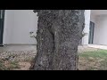 A Bunch of Carpenter Ants in Tree in Franklin Park, NJ