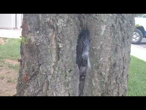 A Bunch of Carpenter Ants in Tree in Franklin Park, NJ
