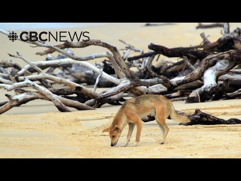 Young Canadian woman found dead on Australian beach