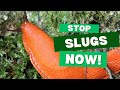Best Ways to Get Rid of Slugs & Snails in Your Garden 🐌