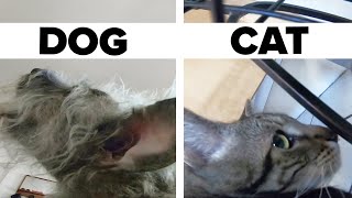 We Found Out What Our Pets Do At Home