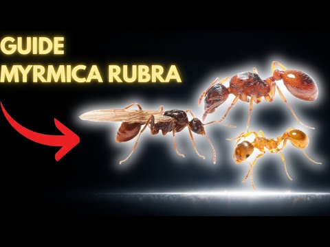 How to Care for Myrmica Rubra in Captivity? (Complete Guide)
