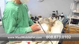 preview picture of video 'At Home Animal Hospital and Mobile Veterinary Services - Short | Kahului, HI'