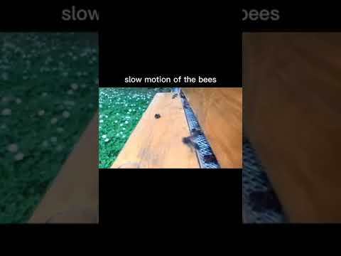 Slow motion of the bees🐝