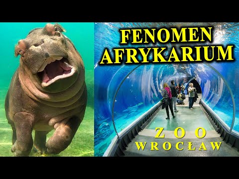AFRYKARIUM Ciągle Rządzi? Na Czym Polega Jego Fenomen?