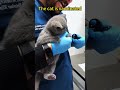 The Cat Gets Vaccinated