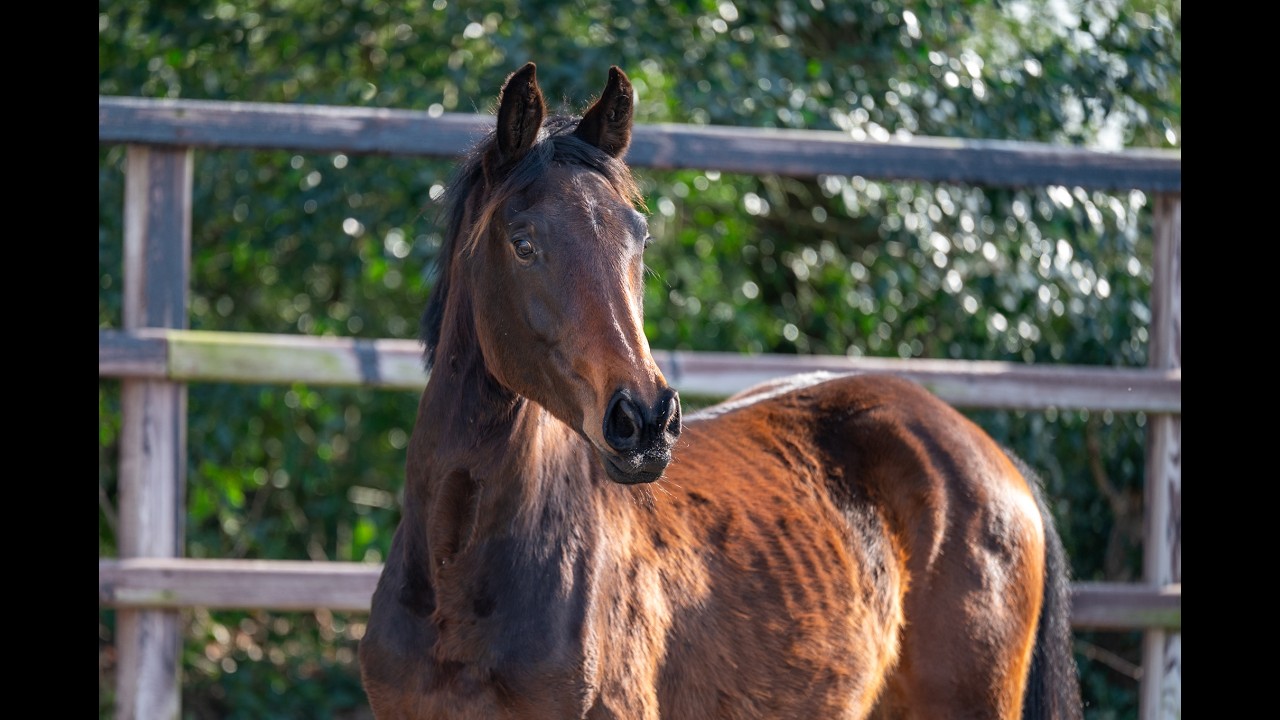 Quinterro van't Maarlohof ☆ (QANNANDO B&V x ELDORADO VD ZESHOEK TN) video 1