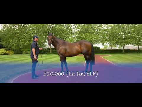 MUHAARAR - Fee 2020: £20,000 (1st Jan, SLF)