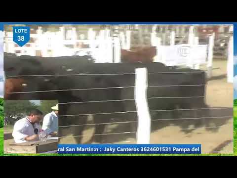 Transmisión en vivo de Ivan OFarrell