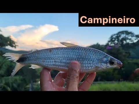 Fish from Brazil!! Campineiro/Chinboré/Taguara!!!