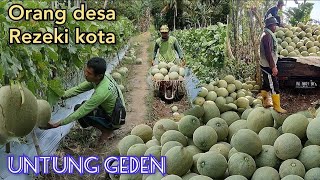 Download lagu Orang Desa Rezeki Kota. Panen Melon dalam 66 Hari mp3 Download lagu Orang Desa Rezeki Kota. Panen Melon dalam 66 Hari mp3