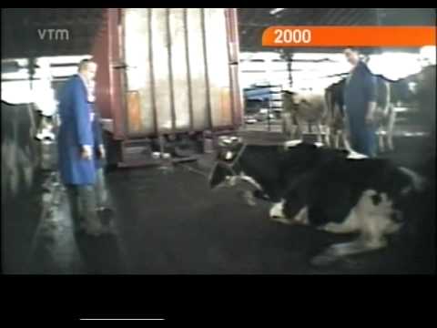 Hof van beroep spreekt veebeulen Anderlecht vrij