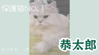 【保護猫紹介】恭太郎【保健所】