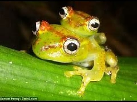 Boophis goudotiiについて詳しく解説