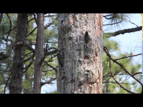 Restoring Woodland Habitat